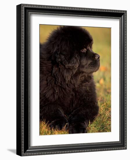 Profile Portrait of Young Black Newfoundland-Adriano Bacchella-Framed Photographic Print