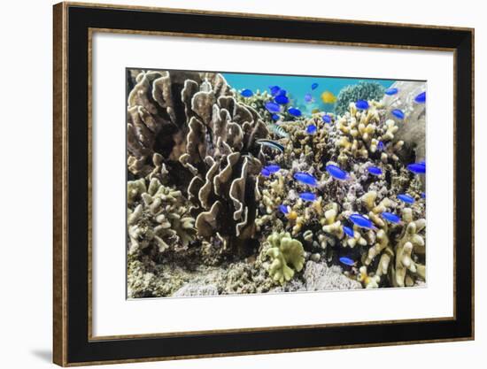 Profusion of hard and soft corals and reef fish on Mengiatan Island, Komodo Nat'l Park, Indonesia-Michael Nolan-Framed Photographic Print