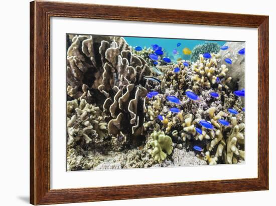 Profusion of hard and soft corals and reef fish on Mengiatan Island, Komodo Nat'l Park, Indonesia-Michael Nolan-Framed Photographic Print