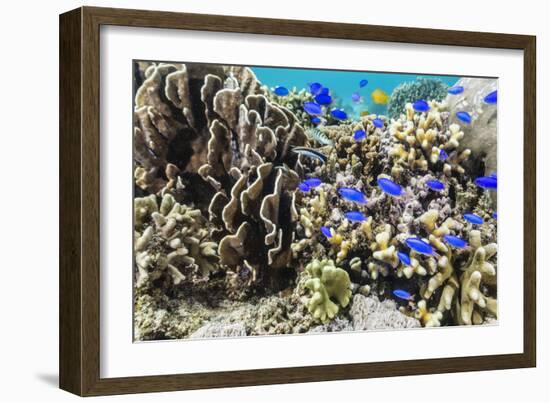 Profusion of hard and soft corals and reef fish on Mengiatan Island, Komodo Nat'l Park, Indonesia-Michael Nolan-Framed Photographic Print