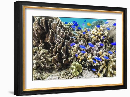 Profusion of hard and soft corals and reef fish on Mengiatan Island, Komodo Nat'l Park, Indonesia-Michael Nolan-Framed Photographic Print