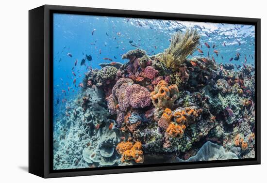 Profusion of hard and soft corals as well as reef fish at Batu Bolong, Komodo Nat'l Park, Indonesia-Michael Nolan-Framed Premier Image Canvas