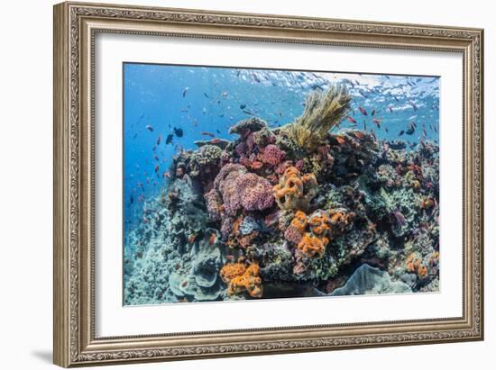 Profusion of hard and soft corals as well as reef fish at Batu Bolong, Komodo Nat'l Park, Indonesia-Michael Nolan-Framed Photographic Print