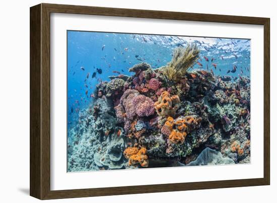 Profusion of hard and soft corals as well as reef fish at Batu Bolong, Komodo Nat'l Park, Indonesia-Michael Nolan-Framed Photographic Print