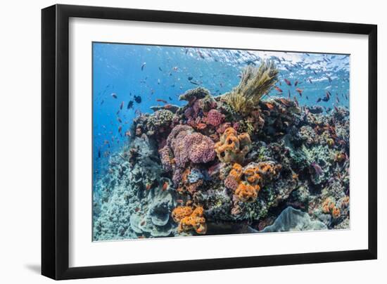 Profusion of hard and soft corals as well as reef fish at Batu Bolong, Komodo Nat'l Park, Indonesia-Michael Nolan-Framed Photographic Print