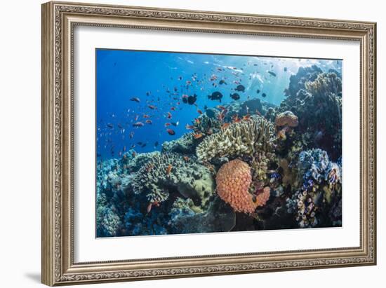 Profusion of hard and soft corals as well as reef fish at Batu Bolong, Komodo Nat'l Park, Indonesia-Michael Nolan-Framed Photographic Print