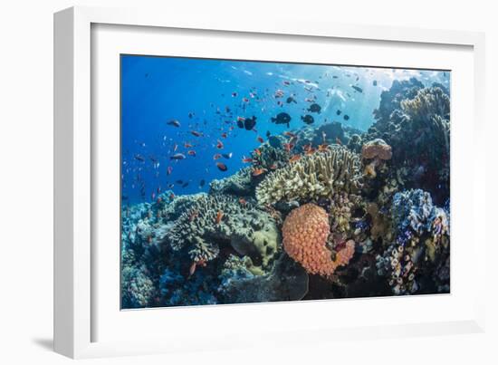 Profusion of hard and soft corals as well as reef fish at Batu Bolong, Komodo Nat'l Park, Indonesia-Michael Nolan-Framed Photographic Print