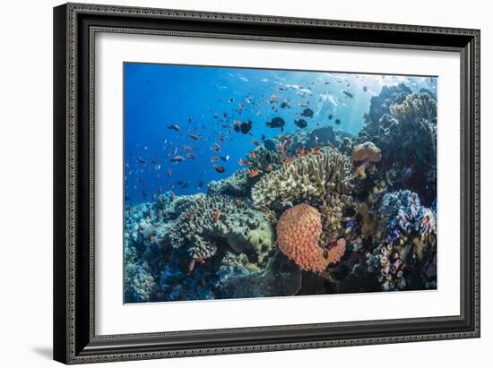 Profusion of hard and soft corals as well as reef fish at Batu Bolong, Komodo Nat'l Park, Indonesia-Michael Nolan-Framed Photographic Print