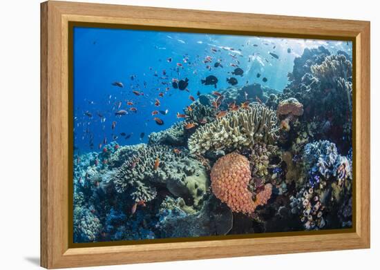 Profusion of hard and soft corals as well as reef fish at Batu Bolong, Komodo Nat'l Park, Indonesia-Michael Nolan-Framed Premier Image Canvas