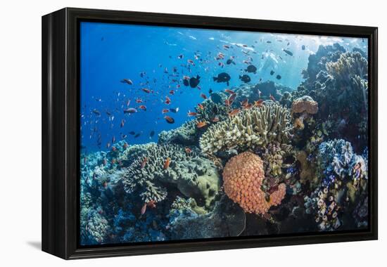 Profusion of hard and soft corals as well as reef fish at Batu Bolong, Komodo Nat'l Park, Indonesia-Michael Nolan-Framed Premier Image Canvas