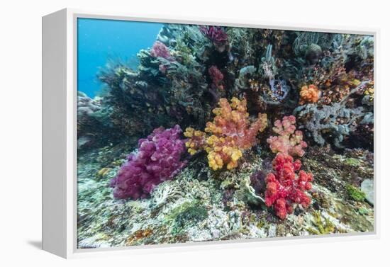 Profusion of hard and soft corals on Tengah Kecil Island, Komodo Nat'l Park, Flores Sea, Indonesia-Michael Nolan-Framed Premier Image Canvas