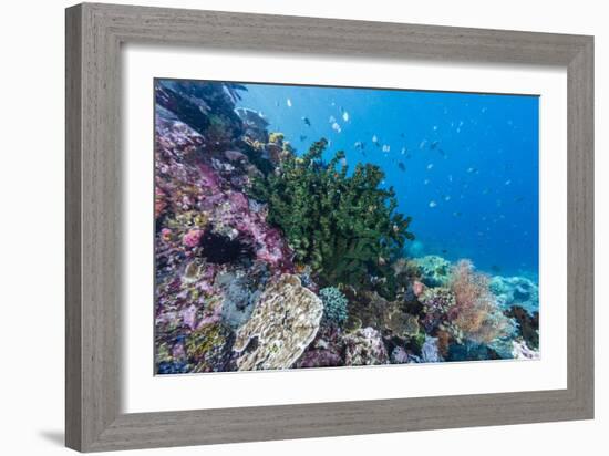 Profusion of hard and soft corals on Tengah Kecil Island, Komodo Nat'l Park, Flores Sea, Indonesia-Michael Nolan-Framed Photographic Print