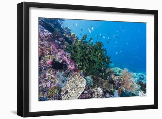 Profusion of hard and soft corals on Tengah Kecil Island, Komodo Nat'l Park, Flores Sea, Indonesia-Michael Nolan-Framed Photographic Print