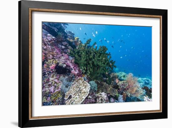 Profusion of hard and soft corals on Tengah Kecil Island, Komodo Nat'l Park, Flores Sea, Indonesia-Michael Nolan-Framed Photographic Print