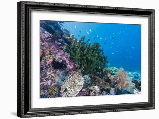 Profusion of hard and soft corals on Tengah Kecil Island, Komodo Nat'l Park, Flores Sea, Indonesia-Michael Nolan-Framed Photographic Print