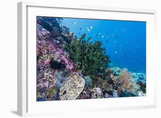 Profusion of hard and soft corals on Tengah Kecil Island, Komodo Nat'l Park, Flores Sea, Indonesia-Michael Nolan-Framed Photographic Print