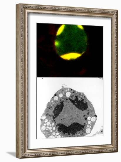 Programmed Cell Death-Science Photo Library-Framed Photographic Print