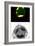 Programmed Cell Death-Science Photo Library-Framed Photographic Print