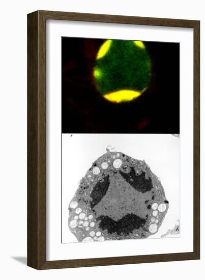 Programmed Cell Death-Science Photo Library-Framed Photographic Print