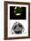 Programmed Cell Death-Science Photo Library-Framed Photographic Print