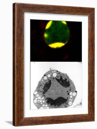 Programmed Cell Death-Science Photo Library-Framed Photographic Print