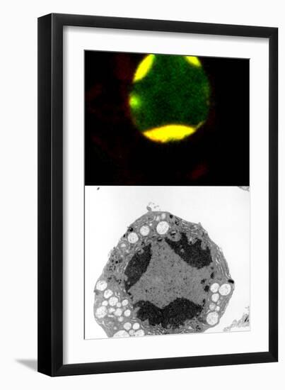 Programmed Cell Death-Science Photo Library-Framed Photographic Print