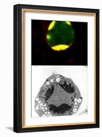 Programmed Cell Death-Science Photo Library-Framed Photographic Print