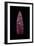 Projectile Point, Clovis Culture, 11,000 B.C.E.-null-Framed Giclee Print