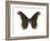 Promethea Moth (Callosamia Promethea), Insects-Encyclopaedia Britannica-Framed Art Print