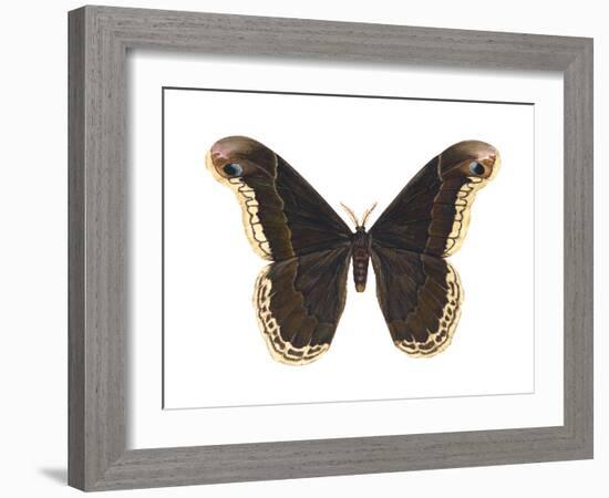 Promethea Moth (Callosamia Promethea), Insects-Encyclopaedia Britannica-Framed Art Print