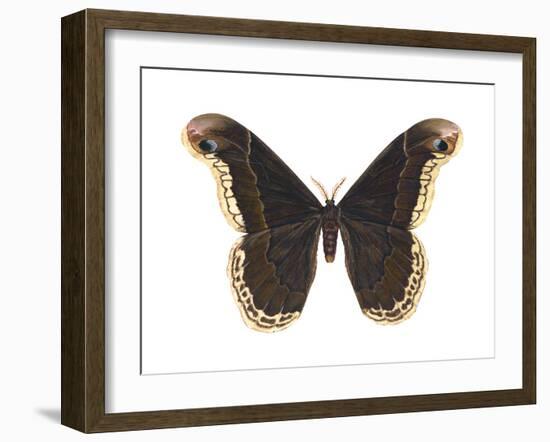 Promethea Moth (Callosamia Promethea), Insects-Encyclopaedia Britannica-Framed Art Print