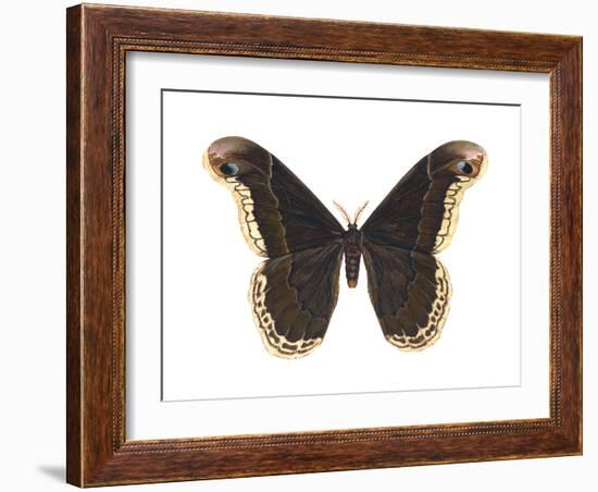 Promethea Moth (Callosamia Promethea), Insects-Encyclopaedia Britannica-Framed Art Print