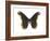 Promethea Moth (Callosamia Promethea), Insects-Encyclopaedia Britannica-Framed Art Print