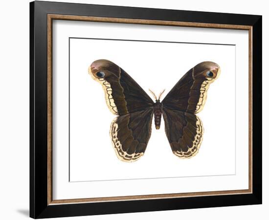 Promethea Moth (Callosamia Promethea), Insects-Encyclopaedia Britannica-Framed Art Print