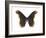 Promethea Moth (Callosamia Promethea), Insects-Encyclopaedia Britannica-Framed Art Print