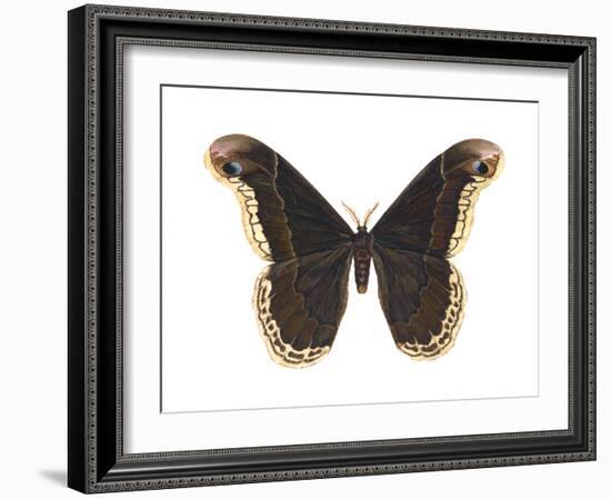 Promethea Moth (Callosamia Promethea), Insects-Encyclopaedia Britannica-Framed Art Print