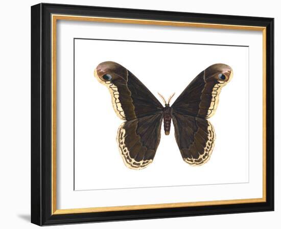 Promethea Moth (Callosamia Promethea), Insects-Encyclopaedia Britannica-Framed Art Print