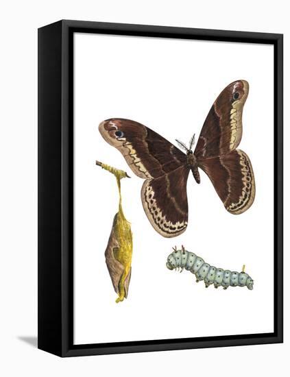 Promethea Moth, Caterpillar, and Pupae (Callosamia Promethea), Insects-Encyclopaedia Britannica-Framed Stretched Canvas