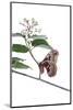 Promethea Moth Female on Gray Dogwood on White Background, Marion-Richard and Susan Day-Mounted Photographic Print