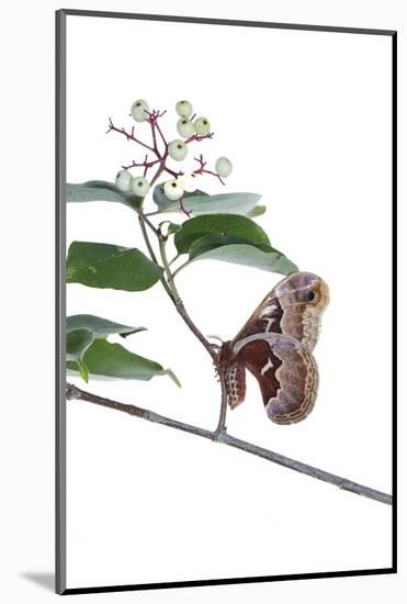 Promethea Moth Female on Gray Dogwood on White Background, Marion-Richard and Susan Day-Mounted Photographic Print