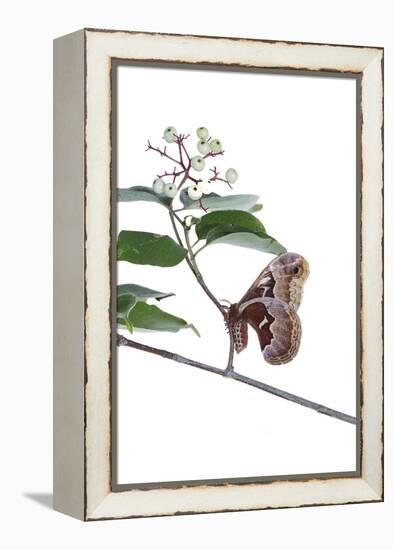 Promethea Moth Female on Gray Dogwood on White Background, Marion-Richard and Susan Day-Framed Premier Image Canvas