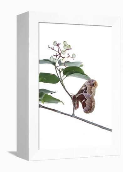 Promethea Moth Female on Gray Dogwood on White Background, Marion-Richard and Susan Day-Framed Premier Image Canvas