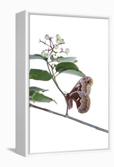 Promethea Moth Female on Gray Dogwood on White Background, Marion-Richard and Susan Day-Framed Premier Image Canvas