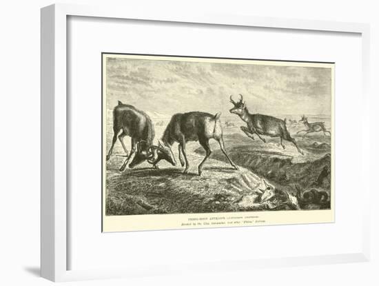Prong-Horn Antelope, Antilocapra Americana-null-Framed Giclee Print