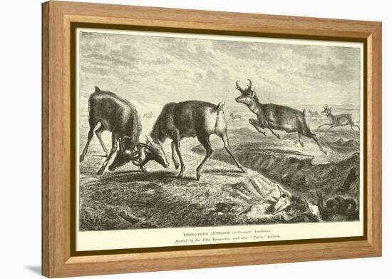 Prong-Horn Antelope, Antilocapra Americana-null-Framed Premier Image Canvas
