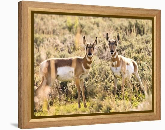 Prong Horn Antelopes, Yellowstone National Park, Wyoming, USA-Tom Norring-Framed Premier Image Canvas