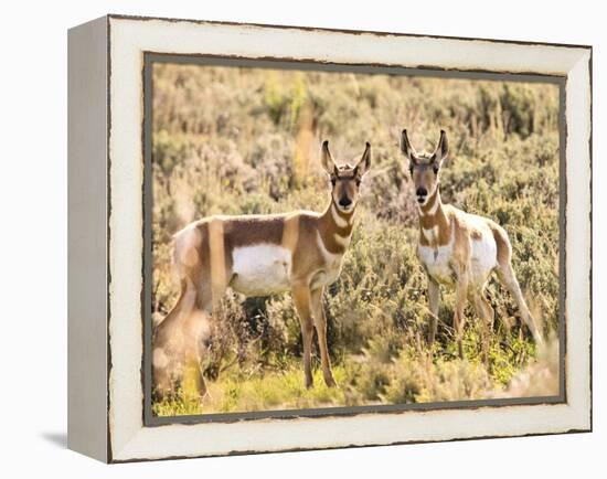 Prong Horn Antelopes, Yellowstone National Park, Wyoming, USA-Tom Norring-Framed Premier Image Canvas