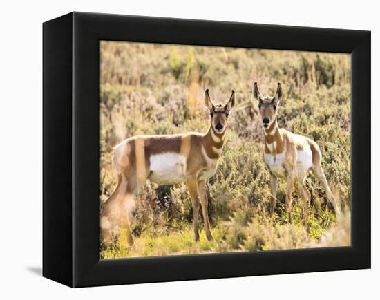 Prong Horn Antelopes, Yellowstone National Park, Wyoming, USA-Tom Norring-Framed Premier Image Canvas