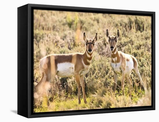 Prong Horn Antelopes, Yellowstone National Park, Wyoming, USA-Tom Norring-Framed Premier Image Canvas