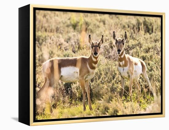 Prong Horn Antelopes, Yellowstone National Park, Wyoming, USA-Tom Norring-Framed Premier Image Canvas